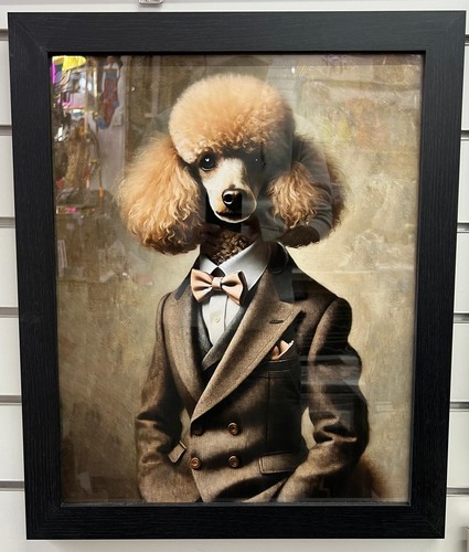 Black framed poodle - dog, in