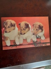 Old Postcard 3 Collie Pups "PALS,"(Plastichrome)