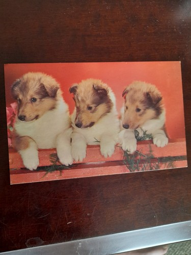 Old postcard collie - collie, pups