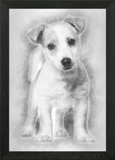Jack Russell puppy 3 month