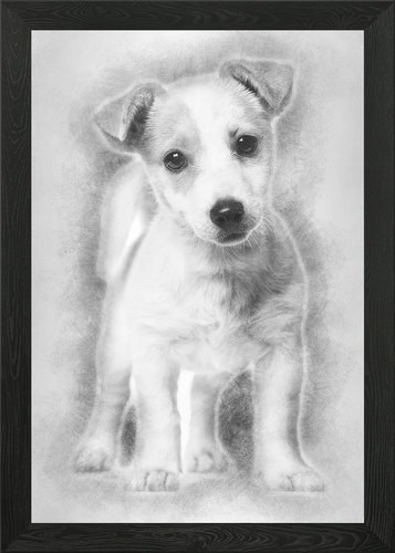 Jack russell puppy month - jack,
