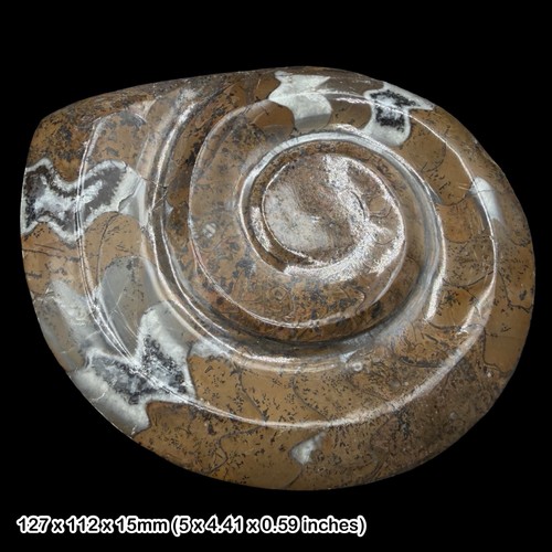 Cut polished goniatite - cut,