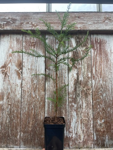 Coast redwood tree sequoia - redwood, -sequoia