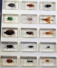 Various 3D TAXIDERMY INSECT BEETLE SPIDER BUGS ACRYLIC RESIN PAPERWEIGHT Mix Lot