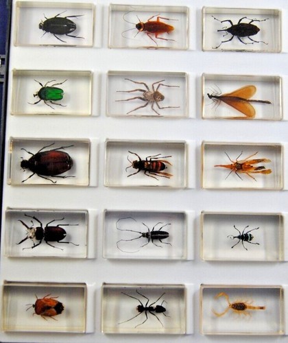 Various taxidermy insect - various, 3d
