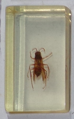 Preserved real insect - real, resin