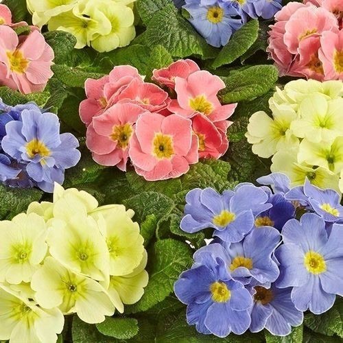 Primula candy mixed x12 plug - primula, 'candy