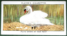 MUTE SWAN   Nesting    Vintage 1932 Illustrated Bird Card  JE09