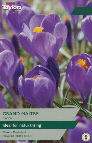Crocus grand maitre large - 'grand, maitre'