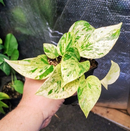 Epipremnum snow - epipremnum,
