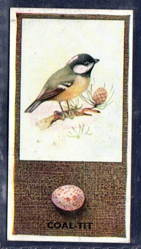 Coal tit phillips - tit,