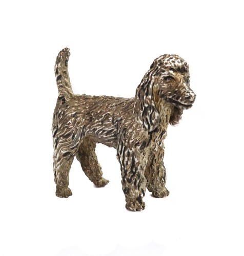 Silver miniature poodle dog - miniature,