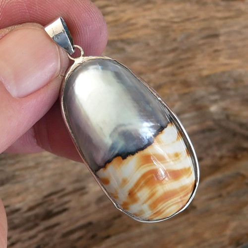 Natural colour nautilus shell - natural,