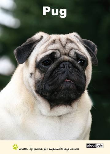 Pug dog breed expert - dog,