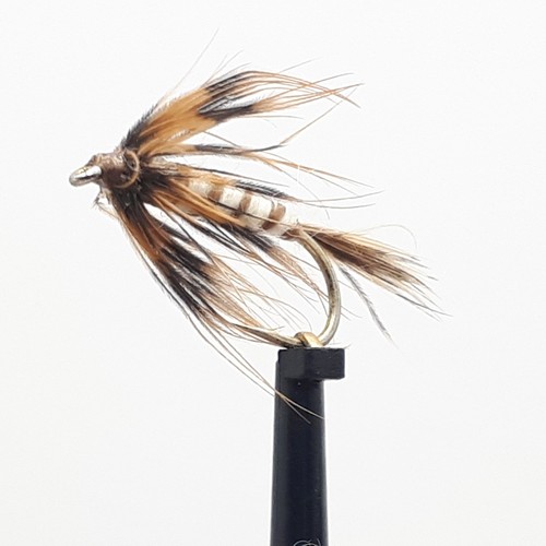 Dark mayfly nymph - 3, x