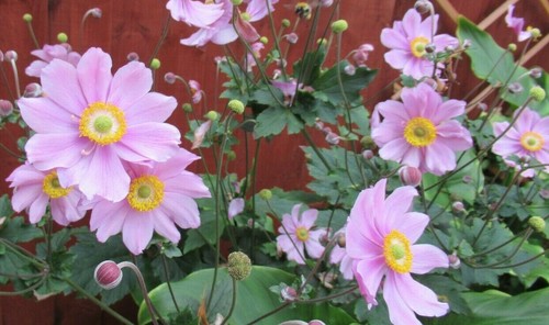 Pink anemone japanese - japanese,