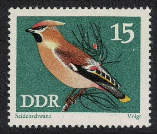Bohemian waxwing songbirds gdr - waxwing,