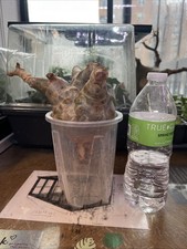 Cyphostemma Betiforme