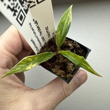 Philodendron Tortum Variegata