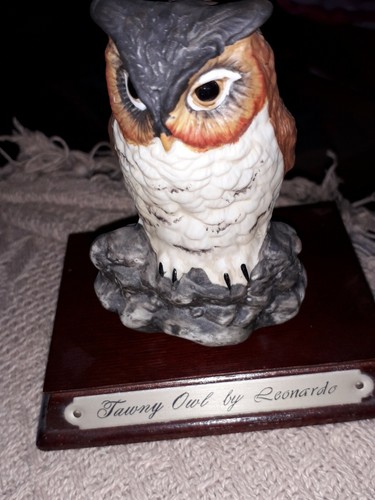 Tawny owl leonardo on - tawny,