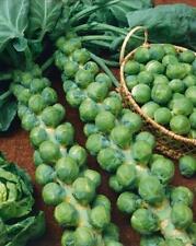 Brussels Sprout Seeds - 195 x