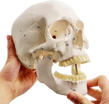 Classic human skull model - human,