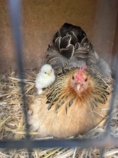 x6 Pekin Bantam eggs not for