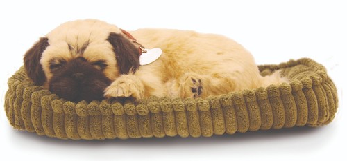 Precious petzzz pug - -,