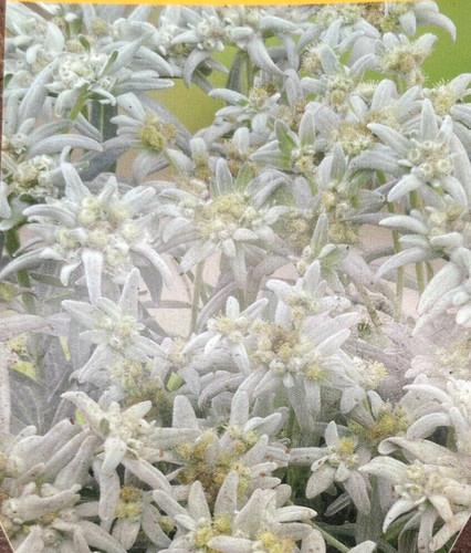 Edelweiss leontopodium - edelweiss,