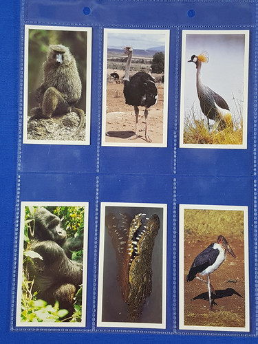 Grandee cigar cards african - grandee,