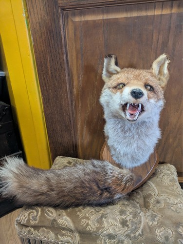 Vintage taxidermy fox head - vintage,