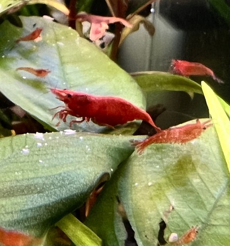 Fire red cherry - fire,