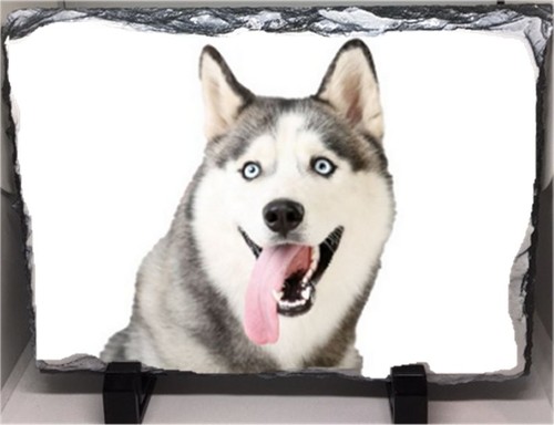 Husky dog pet - pet, family
