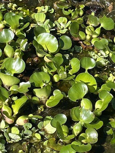 Water hyacinth plants - water,