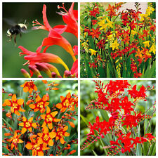 10 Crocosmia/Montbretia Bulbs/Corm-Beautiful Hardy Perennial Summer Plant-Select