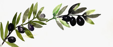 Original Watercolour Olive