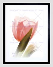 SOFT TULIP FLOWER BLOOM PINK BLACK FRAME FRAMED ART PRINT PICTURE MOUNT B12X9689