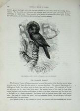 Original Old Antique Print