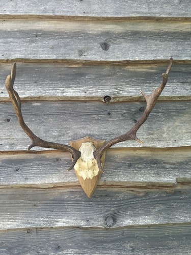 Vintage fallow buck - deer, skull