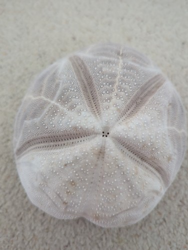 Large natural heart - large,