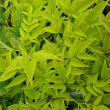 Nandina Lemon and Lime Heavenly Bamboo Hardy Outdoor Garden Shrub Plant in Pot