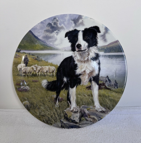 Royal grafton tyke border - royal,