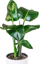 Strelitzia nicolai white - strelitzia,