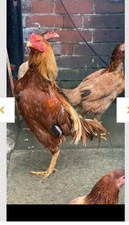 6 Shamo top quality Fresh Organic Free Range Eggs