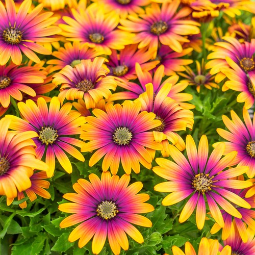 Flowering plants african - flowering,