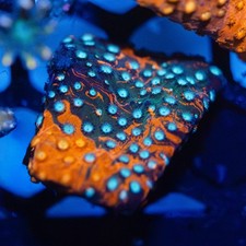 🔥🌊 CV SmurfBlood Grafted