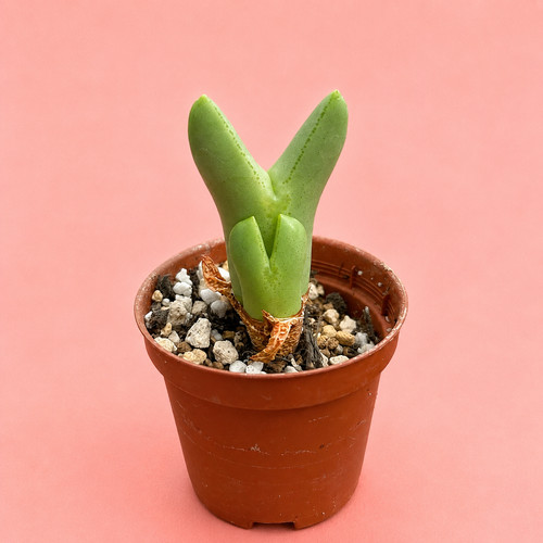 Conophytum bilobum multi head - conophytum,