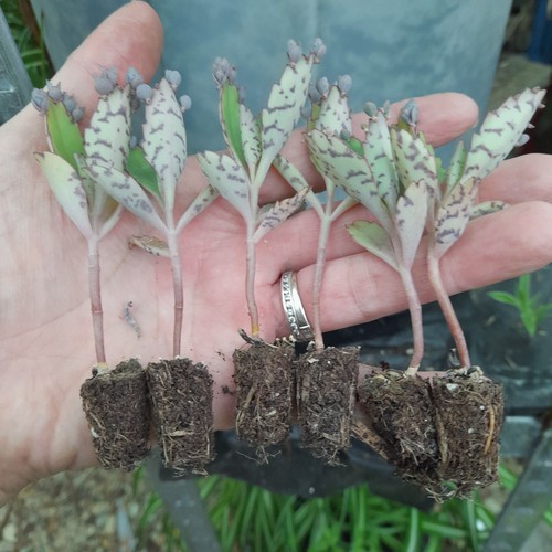 Kalanchoe diagremontiana - ,