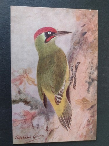 Bird postcard green - postcard,,