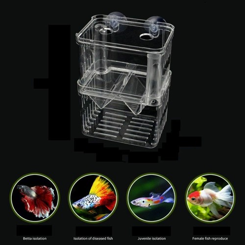 Aquarium fish tank hatchery - fish,